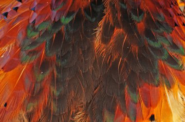 Erkek hindi, yakın mesafeden ateş, çok güzel.