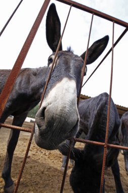 Erkek hindi, yakın mesafeden ateş, çok güzel.