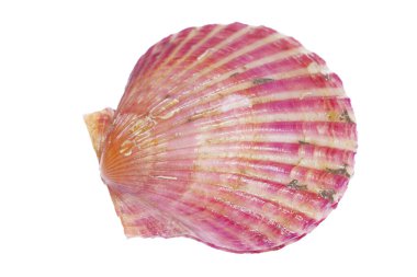 Deniz tarakları beyaz bir arkaplanda izole edilmiş, çok taze.