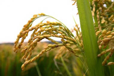 Sonbahar pirinç tarlaları 