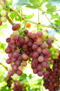 Asma üzümler sallanıyor