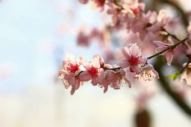 Çiçek açan şeftali çiçekleri çok güzel.