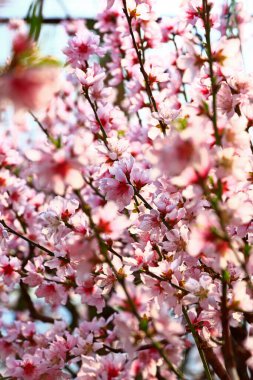 Çiçek açan şeftali çiçekleri çok güzel.