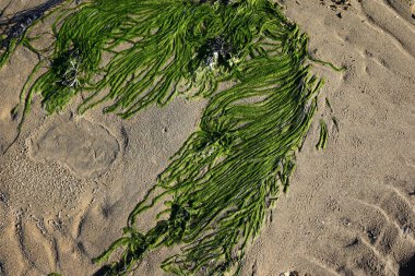 Deniz kenarındaki yeşil yosun plajı