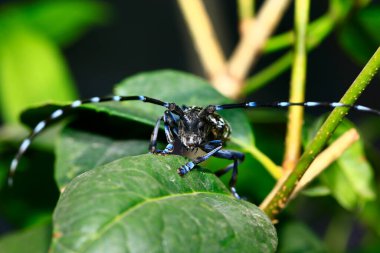 Bir Taurus 'un portresi, yakından çekilmiş.