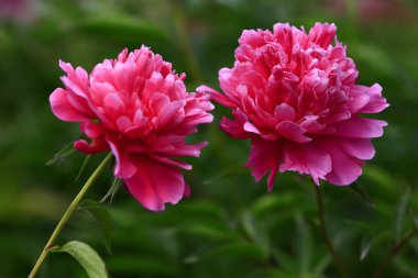 Çiçekli şakayık, çok güzel.