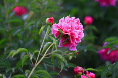 Çiçekli şakayık, çok güzel.