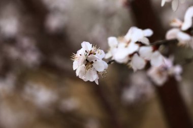 Manolya çiçeği, yeni bir iğne kadar parlak bir manzara.