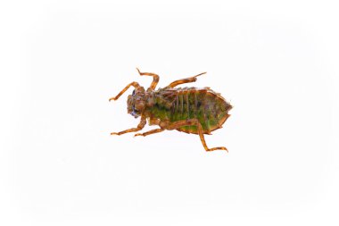 Dragonfly larvae, and on a white background clipart