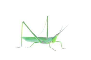 Çekirgeler, bir çeşit ortopedi böceği.