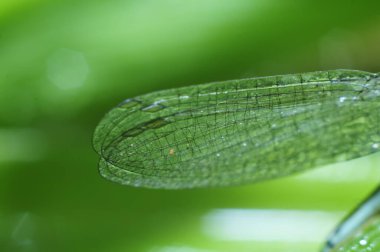Bir yusufçuğun kanatları 