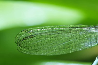Bir yusufçuğun kanatları 