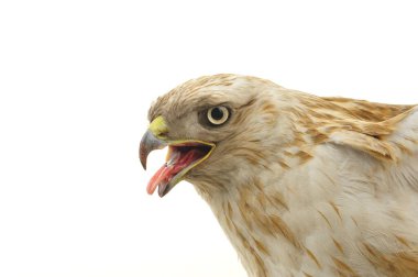 Kartal başı beyaz arkaplanda yer alır