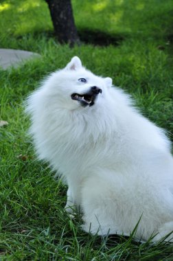 Vahşi doğada yaşayan beyaz bir tilki.