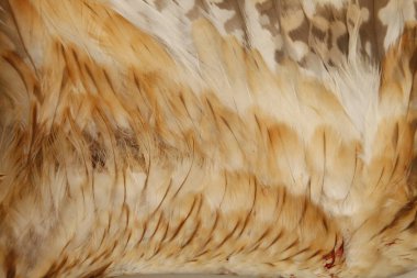 Çiçek açan kiraz çiçeği. Yakından bakınca çok güzel görünüyor.