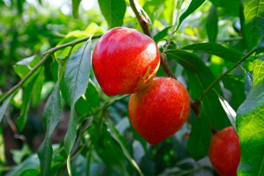 Organik şeftali ağacı dalı