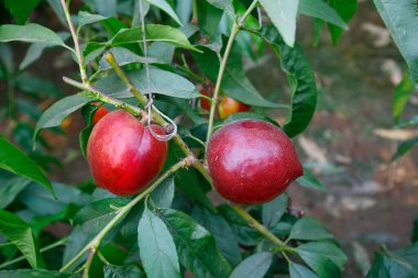 Organik şeftali ağacı dalı