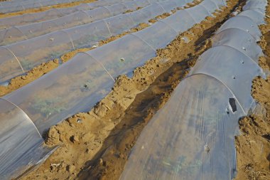 Karpuz ekimi plastik saman.