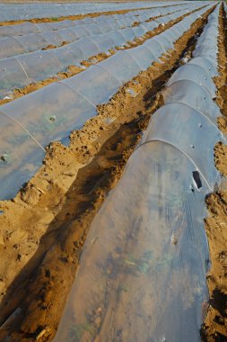 Karpuz ekimi plastik saman.