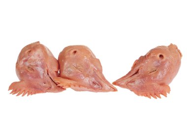 Beyaz arka planda taze tavuk kafası