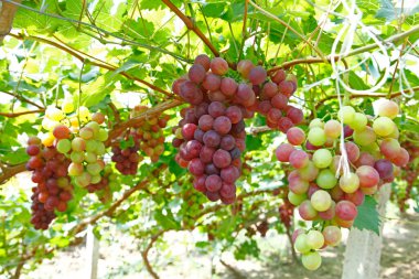 Ağaçta asılı olgun üzümler