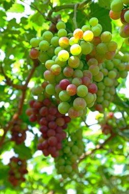 Ağaçta asılı olgun üzümler