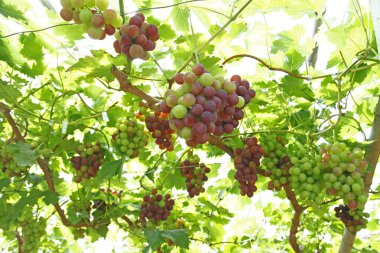 Ağaçta asılı olgun üzümler