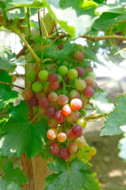 Ağaçta asılı olgun üzümler