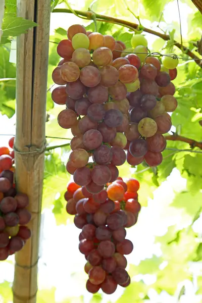 Ağaçta asılı olgun üzümler