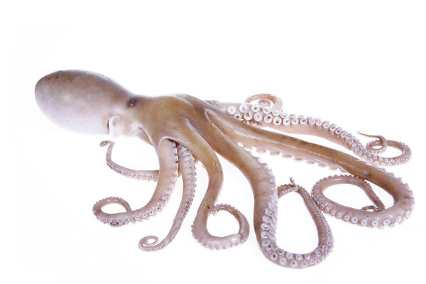 Octopus on a white background