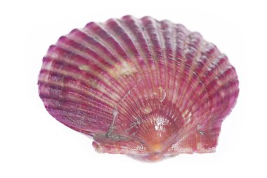 Deniz tarakları beyaz bir arkaplanda izole edilmiş, çok taze.