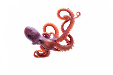 Beyaz arkaplanda ahtapot