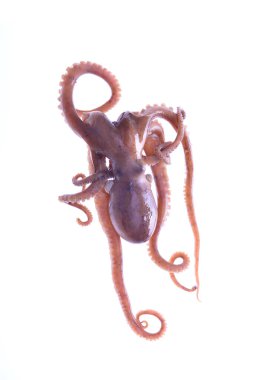 Beyaz arkaplanda ahtapot