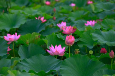 The blooming lotus flowers in the pond