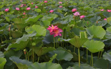 The blooming lotus flowers in the pond