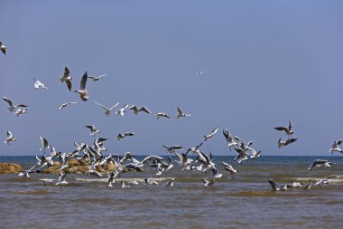 Martılar denizde uçar.