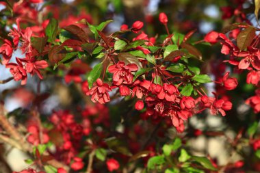 Chinese flowering crab-apple blooming  clipart