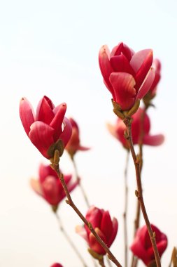 Kayısı çiçekleri. Çok güzel, muhteşem.