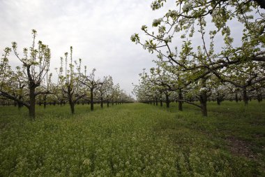 Kayısı çiçekleri. Çok güzel, muhteşem.