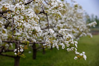 Kayısı çiçekleri. Çok güzel, muhteşem.