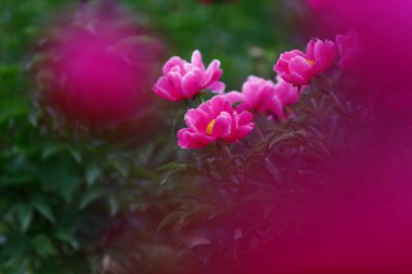 Çiçekli şakayık, çok güzel.