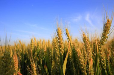 Olgun buğday kulakları, yeşil buğday kulakları, tarlada