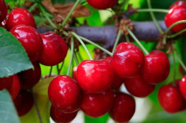 Olgun kirazlar ağaçta asılı.