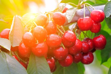 Olgun kirazlar ağaçta asılı.