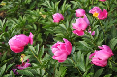 Çiçek açan şakayık çiçekleri. Yakın mesafeden ateş etmek, çok güzel.