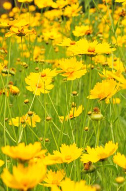 Çiçek açan şakayık çiçekleri. Yakın mesafeden ateş etmek, çok güzel.