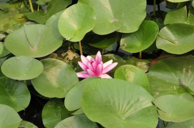 Nilüfer çiçeği, yaprak 