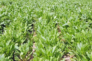 Ispanak ekolojisi bahçesi çok taze.