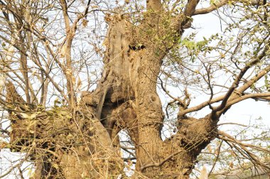 Çok eski bir ağaç, çok eskiye dayanıyor.