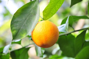 Ağaç olgun turuncu 